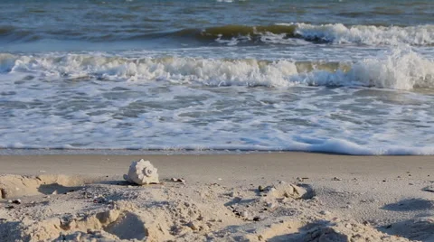 Panorama sea shell on the beach among the waves at sunset Stock Footage 56736934