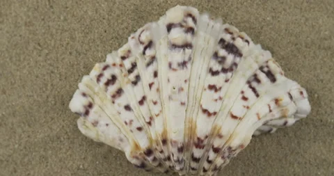 Panorama of a seashell on the sand. Close-up Stock Footage 170286403