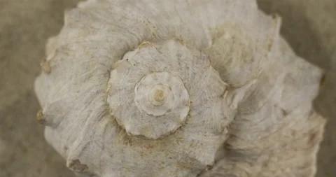 Panorama of a seashell on the sand. Macro shooting Stock Footage 170287425