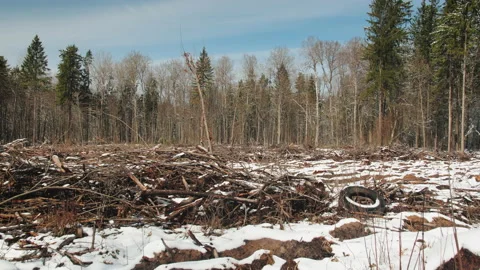 Panorama of a section of cut down forest in winter Vídeo Stock 231805462