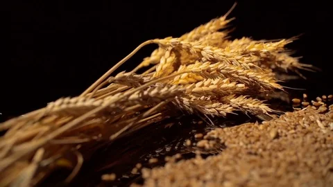 Panorama of a sheaf of wheat lying on a dark background, in the foreground wheat Stock Footage 77695689