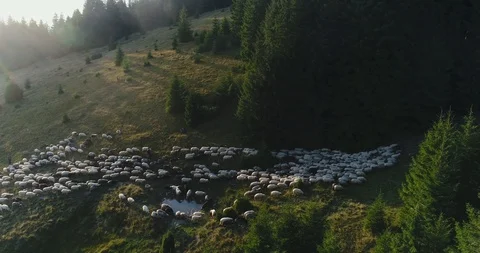 A panorama of the sheep's sheep Stock Footage 87827820