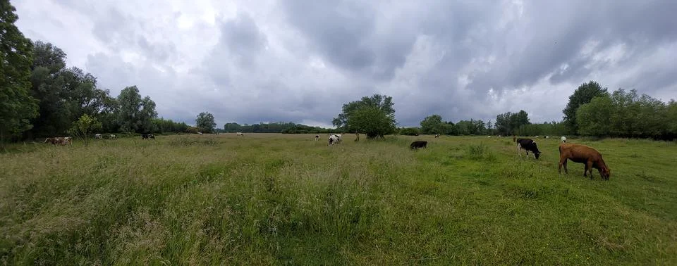 Panorama shot of cows grazing at nature park Gentbrugse Meersen near Ghent Stock Photos