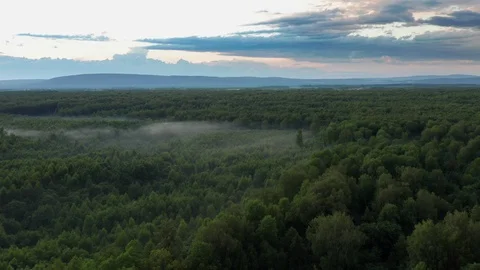 The panorama shot over a dense forest. Stock Footage 113647577