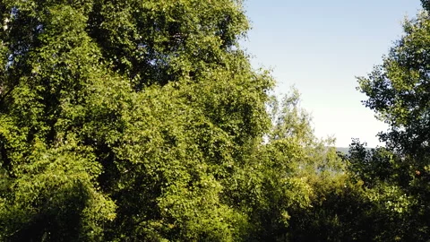 Panorama shot from a trees canopy Video stock 137278078