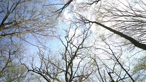 Panorama of the sky through tree trunks Stock Footage 129372765