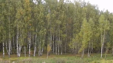 Panorama of small forest area Stock Footage 69175773