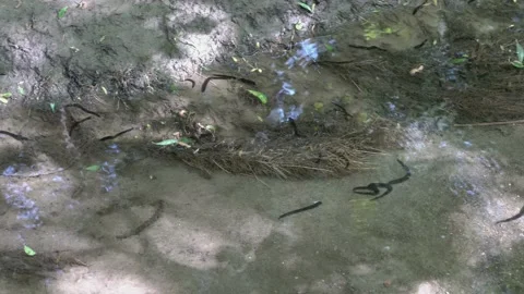Panorama of a small forest stream where black leeches swim on a sunny day Stock Footage 126048735