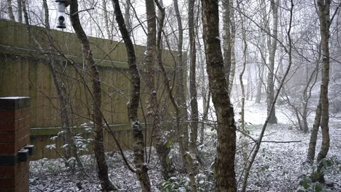 Panorama of snow falling in British forest, 4k, UHD Stock Footage 86471104