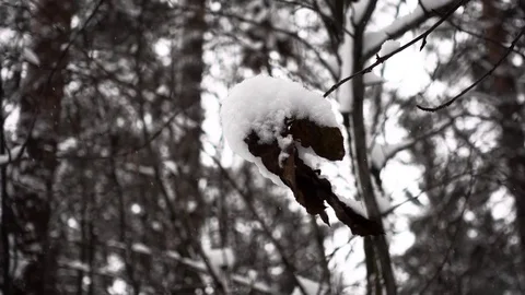 Panorama of the snowcoverage winter forest. Video stock 85453794