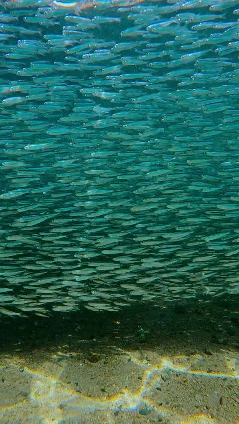 Panorama of solid, dark mass of Silversides fish stretching over sandy seabed at Vídeo Stock 331308958