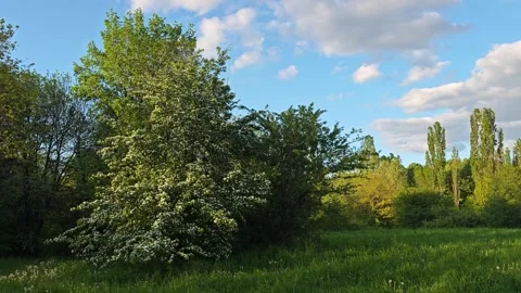 Panorama of South Park in city of Sofia, Bulgaria Stock Footage 307916468