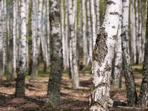 Panorama spring in a birch grove young greenery Fotos Stock