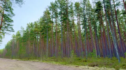 Panorama of a spring forest with a dirt road in the Baltics. Video stock 304238526