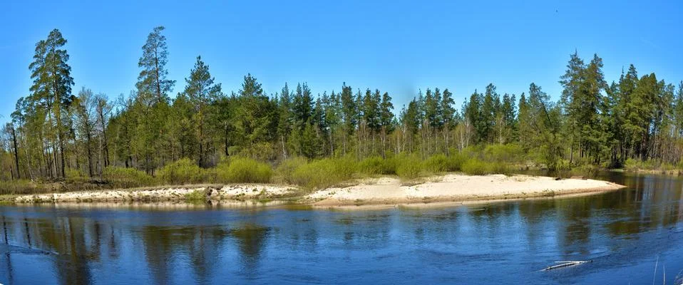 Panorama spring forest river. Stock Photos