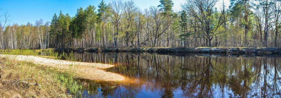 Panorama of the spring forest river. Stock Photos