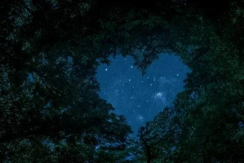 A panorama spring forest trees in the center of the heart on Valentine's Day Photos