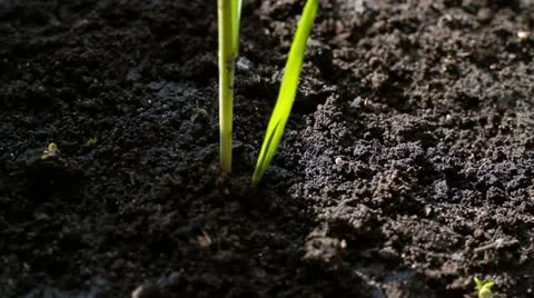 Panorama of sprout Video stock 21845106