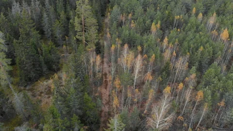 Panorama of spruce and pine forests, aerial view Stock Footage 99277868