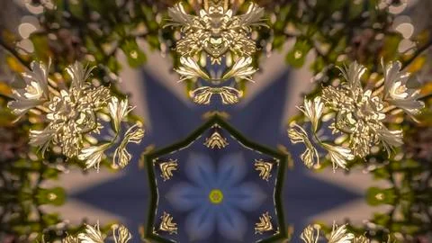 Panorama Star shape made form the negative space of a photos of white flowers in Stock Photos