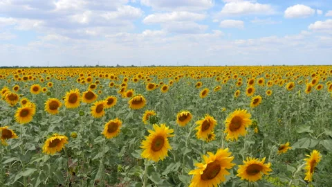Panorama of Sunflower Field Video stock 130750732