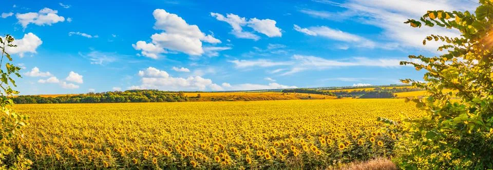 Panorama of sunflower fields Stock Photos