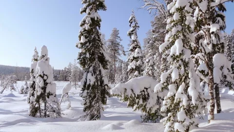 Panorama a Sunny Winter Forest 動画素材 106458951