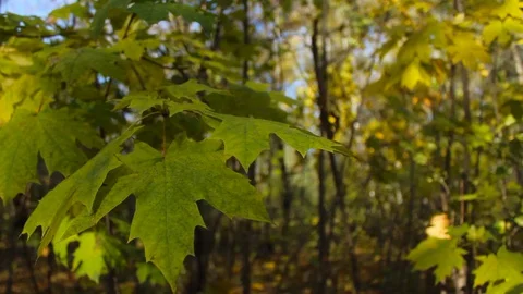 Panorama of swaying leaves on a tree. Video stock 127840499