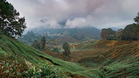 Panorama of a tea plantations on a cloudy day Stock Footage 135866016