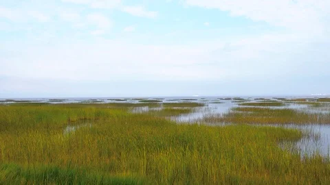Panorama of thickets in the water Stock Footage 123430782