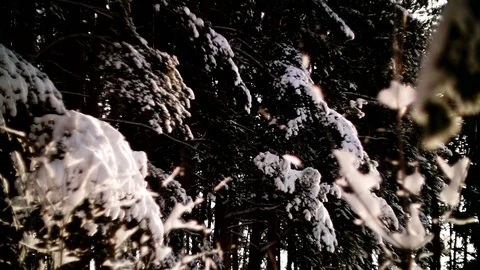Panorama through the branches of trees in the winter forest. Stock Footage 85667017