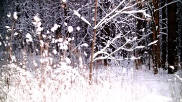 Panorama through the branches of trees in the winter forest. Stock Footage 85724598