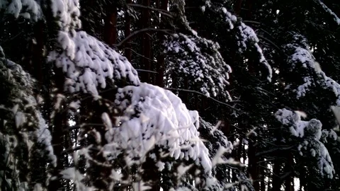 Panorama through the branches of trees in the winter forest. Stock Footage 85790120