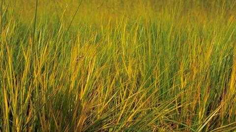 Panorama up through dense green thickets and blue horizon Stock Footage 123430715