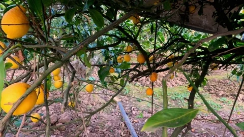 Panorama through lemon tree. Fresh lemons on tree. Stock Footage 190394582