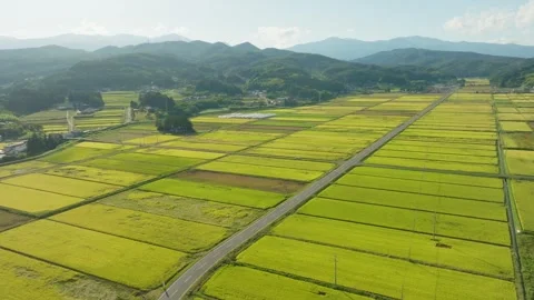 Panorama Of Traditional Rice Fields On The Edge Of Fukushima City And Stock Footage 337052055