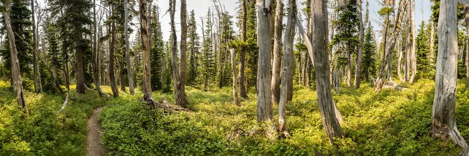Panorama of Trail Heading Through Thin Forest Of Glacier Foto stock