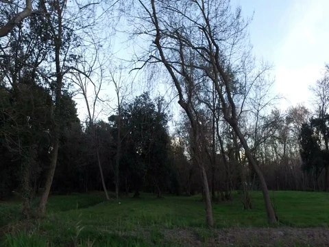 Panorama of tree and green forest Stock Footage 73354595