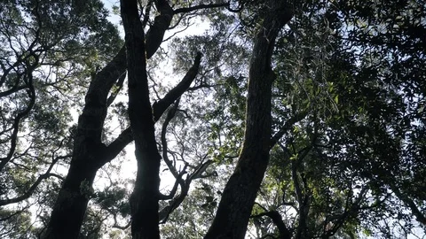 Panorama of tree branches in the park Stock Footage 81343066
