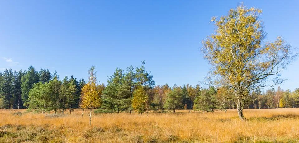 Panorama of a tree in the heather fields of Evertsbos Stock Photos
