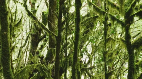 Panorama of a tree trunks fully covered with a moss in a forest Stock Footage 204865703