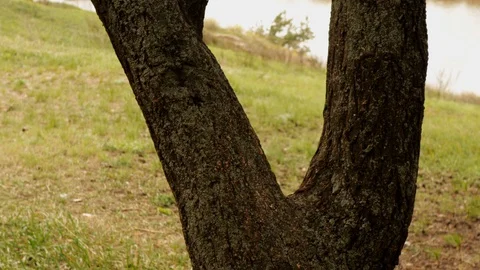 Panorama of trees and river Stock Footage 128911278