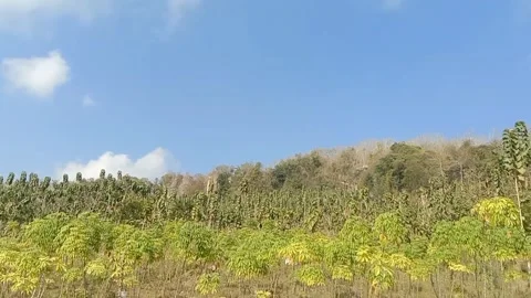 Panorama of trees growing on open grasslands. Stock Footage 340058036