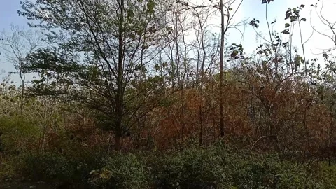 Panorama of trees growing in open land. Stock Footage 340058265