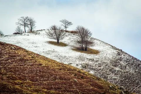 Panorama with trees in the mountains with dusting of snow Stock Photos