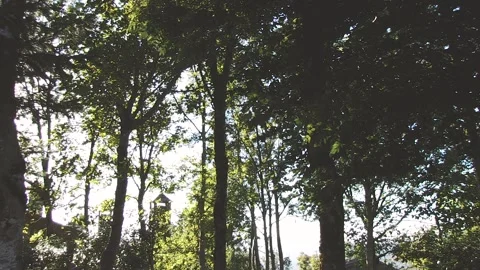 PANORAMA TREES WITH THE SUN BETWEEN Stock Footage 96383969