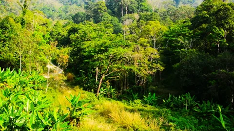 Panorama tropical forest Video stock 36586492