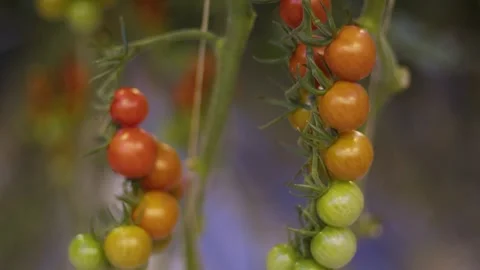 Panorama of two branches of beautiful cherry tomatoes, cherry tomatoes of 库存影片 257455065