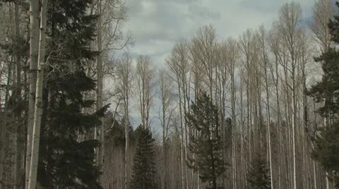 Panorama View of Birch Trees In The Winter 스톡 동영상 19007801