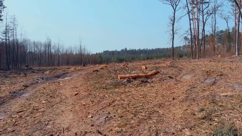 Panorama view of deforestated land Stock Footage 93183519